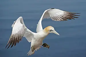 Gannet: Northern gannet (Sula bassana) flying over the sea
