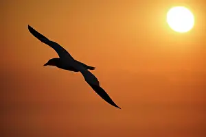 Gannet: Northern gannet (Sula bassana) flying at sunset