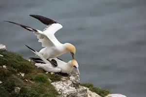 Bempton: Northern Gannet (Sula bassana) mating, Bempton Cliffs