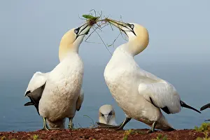 Sula: Two Northern gannet (Sula bassana) with nesting