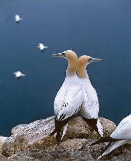 Sulid: Northern Gannet (sula bassana), Pair standing on