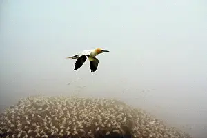 Soar: Northern Gannet (Sula bassanus)