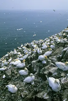 Bassanus: Northern Gannet, (Sula bassanus), huge Colony