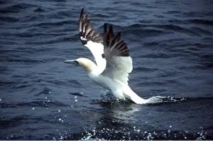 Gannets: Northern GANNET - taking off from sea