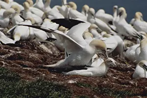 Suliformes: Northern Gannets
