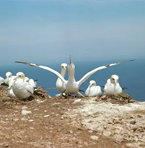Gannets: Northern Gannets