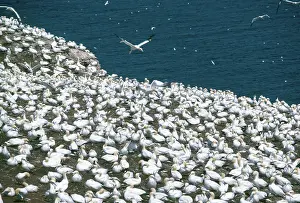 Gannets: Northern Gannets