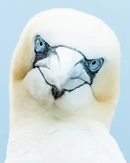 Morus: Northern gannets (Morus bassanus), animal portrait