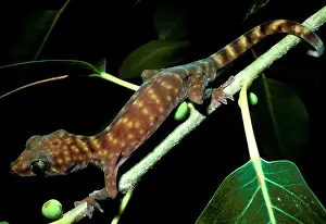Total: Northern giant cave gecko. Total length 105 mm