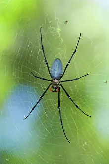 Nephila: Northern / Giant Golden Orb-weaver Spider - lying