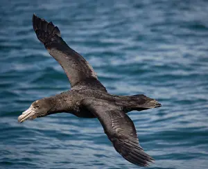 Halli: Northern Giant / Hall's Petrel - in flight, at sea