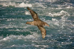 Halli: Northern Giant Petrel