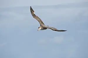 Halli: Northern Giant Petrel