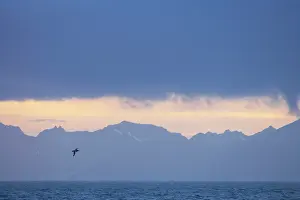 Halli: Northern Giant Petrel - At dawn with South Georgia