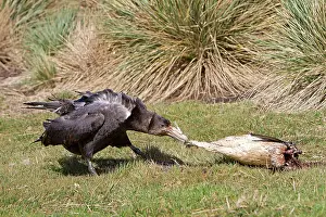 Halli: Northern Giant-Petrel - with a dead Magellanic penguin