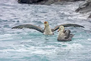 Halli: Northern Giant Petrel - After fight