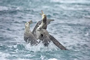 Halli: Northern Giant Petrel - fighting