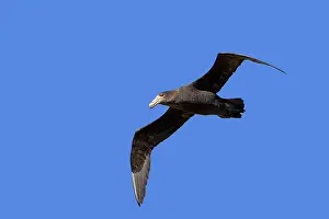 Halli: Northern Giant-Petrel - in flight