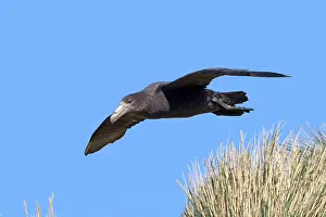 Halli: Northern Giant-Petrel - in flight