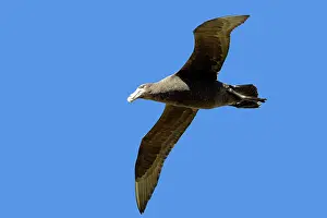 Halli: Northern Giant-Petrel - in flight