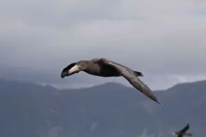 Petrel: Northern Giant Petrel - in flight