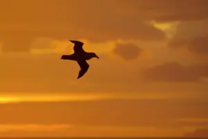 Halli: Northern Giant Petrel - In flight at Sunset