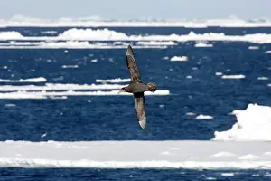 Halli: Northern Giant Petrel, Flying over sea and ice floes