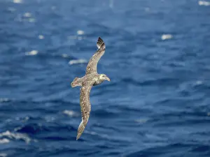 Gliding: Northern Giant Petrel or Hall's Giant Petrel (Macronectes