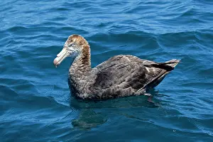Halli: Northern Giant Petrel - on the water