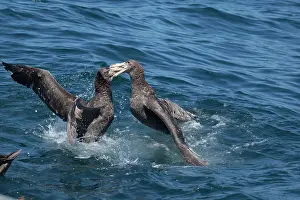 Halli: Northern Giant Petrels - fighting on the water