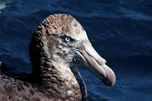 Halli: Northern Giant Petrels - on the water