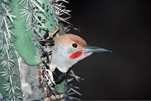 Holes: NORTHERN / GILDED FLICKER - head appearing from