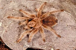 Aphonopelma: Northern Gold Tarantula, Aphonopelma sp