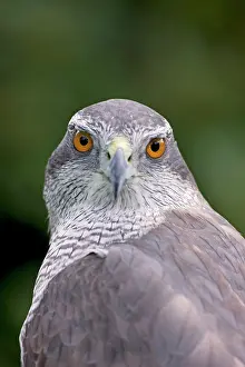 Gentilis: Northern Goshawk