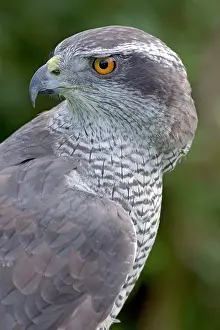 Gentilis: Northern Goshawk