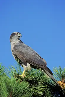 Gentilis: Northern Goshawk