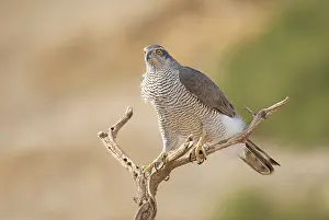 Gentilis: Northern Goshawk