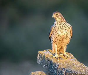 Gentilis: Northern Goshawk
