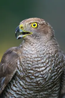 Kiskunsgi: Northern Goshawk