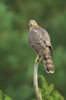 Gentilis: Northern Goshawk
