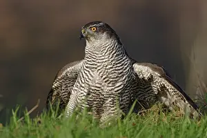 Gentilis: Northern Goshawk
