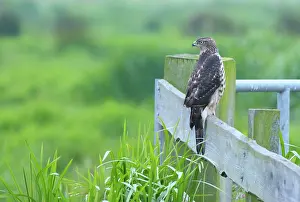 Groningen: Northern Goshawk