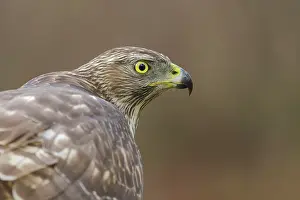 Gentilis: Northern Goshawk