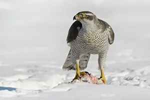 Gentilis: Northern Goshawk