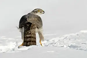 Gentilis: Northern Goshawk