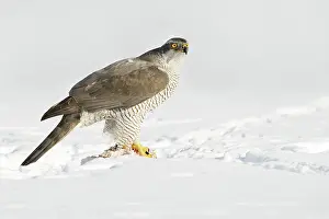 Accipiter: Northern Goshawk