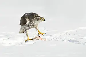Accipiter: Northern Goshawk