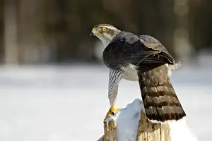 Accipiter: Northern Goshawk