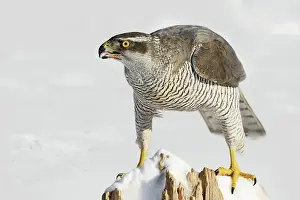 Accipiter: Northern Goshawk