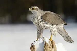Accipiter: Northern Goshawk